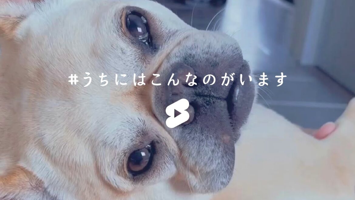#うちにはこんなのがいます | フレンチブルドッグ
