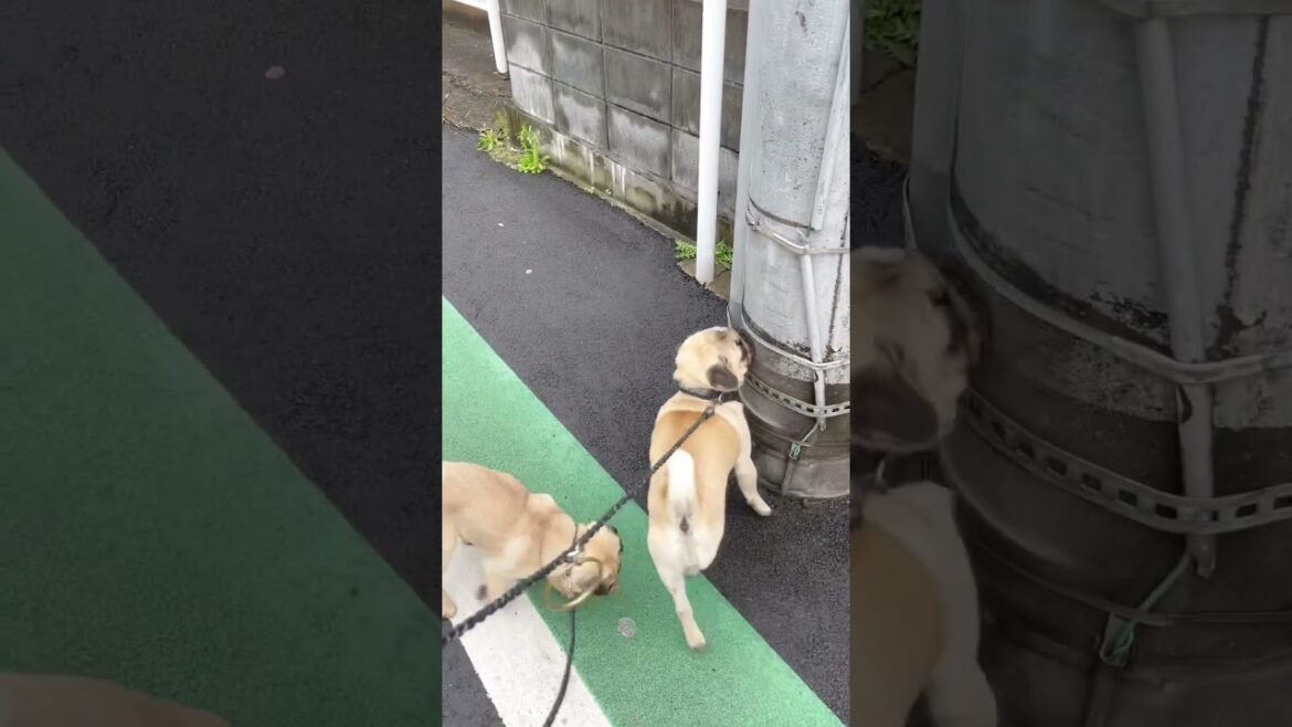 [パグ]ふんばる犬🐶💦 (straining dog) #shorts