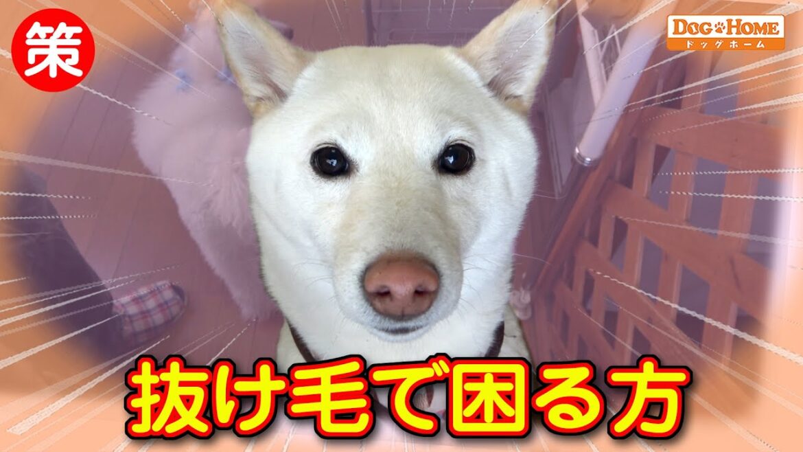抜け毛が大変・困っている方　必見！！：詳しく解説【柴犬のひなたちゃんブローー編】　୨୧∵トリミング サロン DOG HOME ドッグホーム∵୨୧