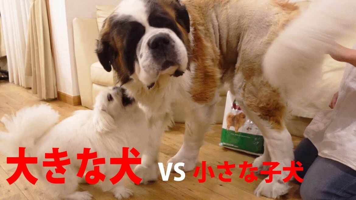 【ちゃちゃまるの元気が止まらない！】平凡なセントバーナードとペキニーズの日記　 Diary of an Ordinary St. Bernard and Pekinese