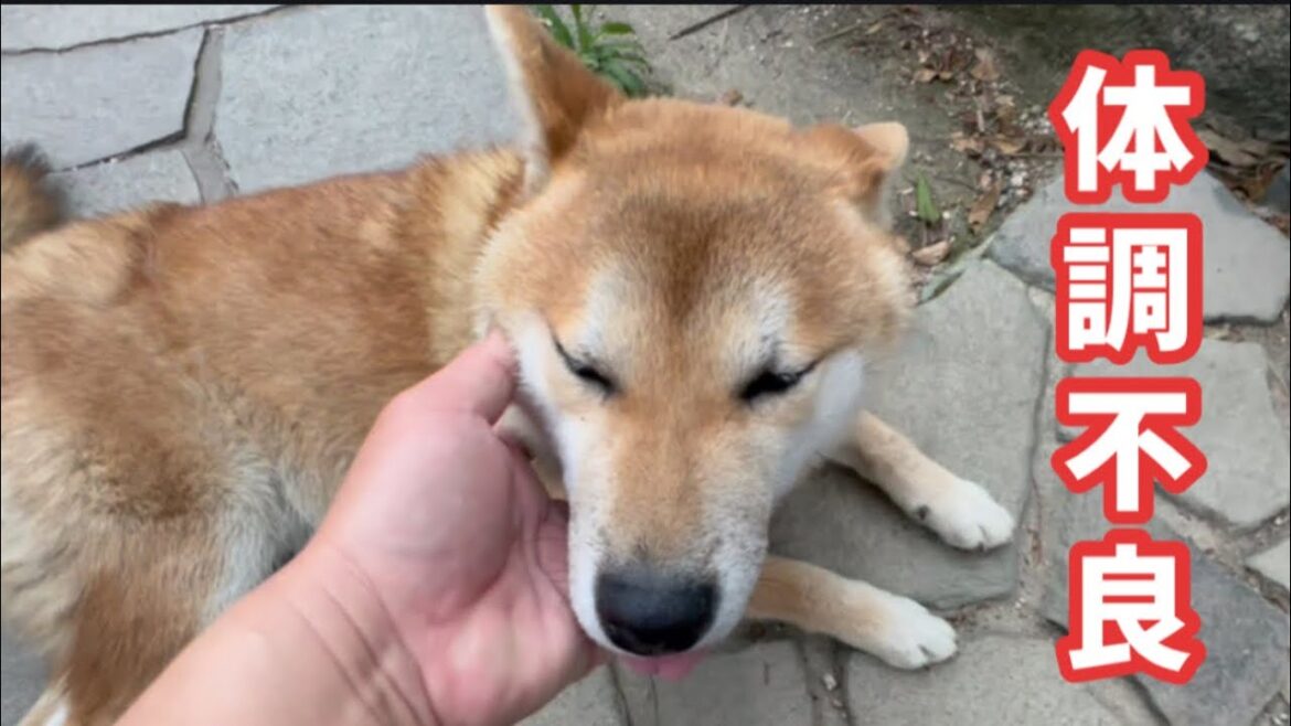 【柴犬】突然の体調不良で混乱してしまいました。