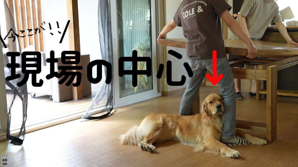 どんなに邪魔でも常に現場の中心いるゴールデンレトリバー