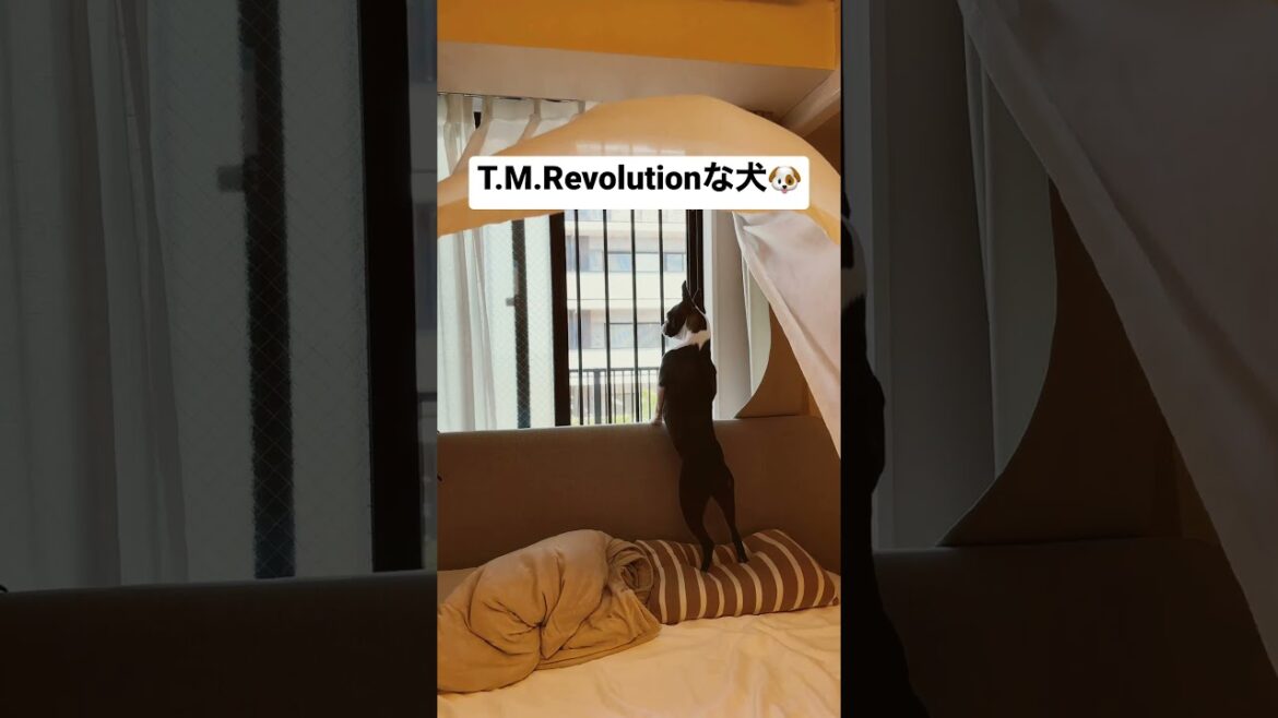 【#ボストンテリア】T.M.Revolutionな犬🐶🌪️