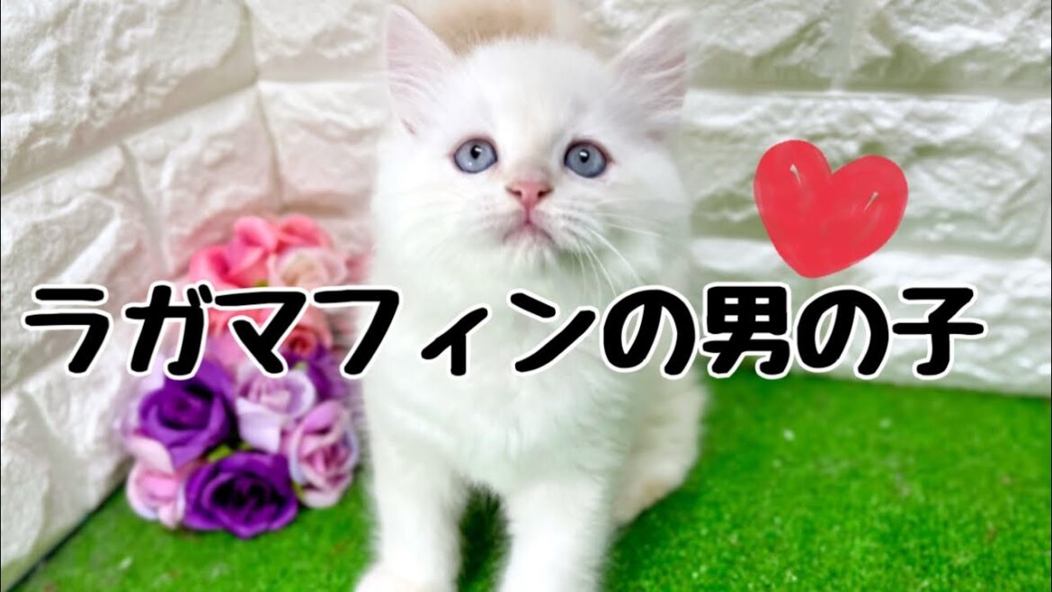 ラガマフィンの子猫 (和歌山) ラガマフィンの子猫 (和歌山)