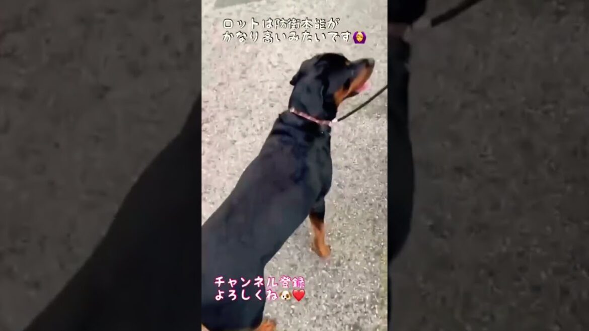 【大型犬】お友達のトイレ待ちをするロットワイラー #shorts #ゴールデンレトリバー