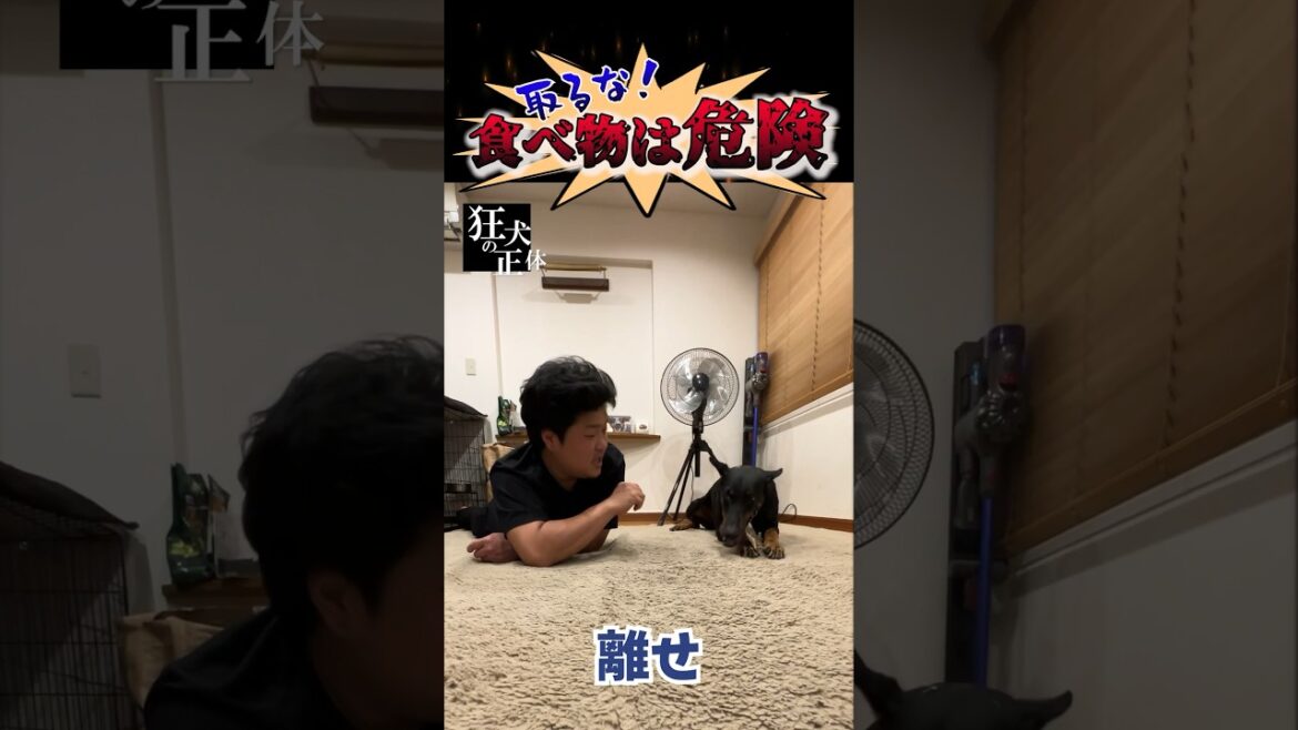 【危険】ドーベルマンの食べ物を奪ってはいけない理由