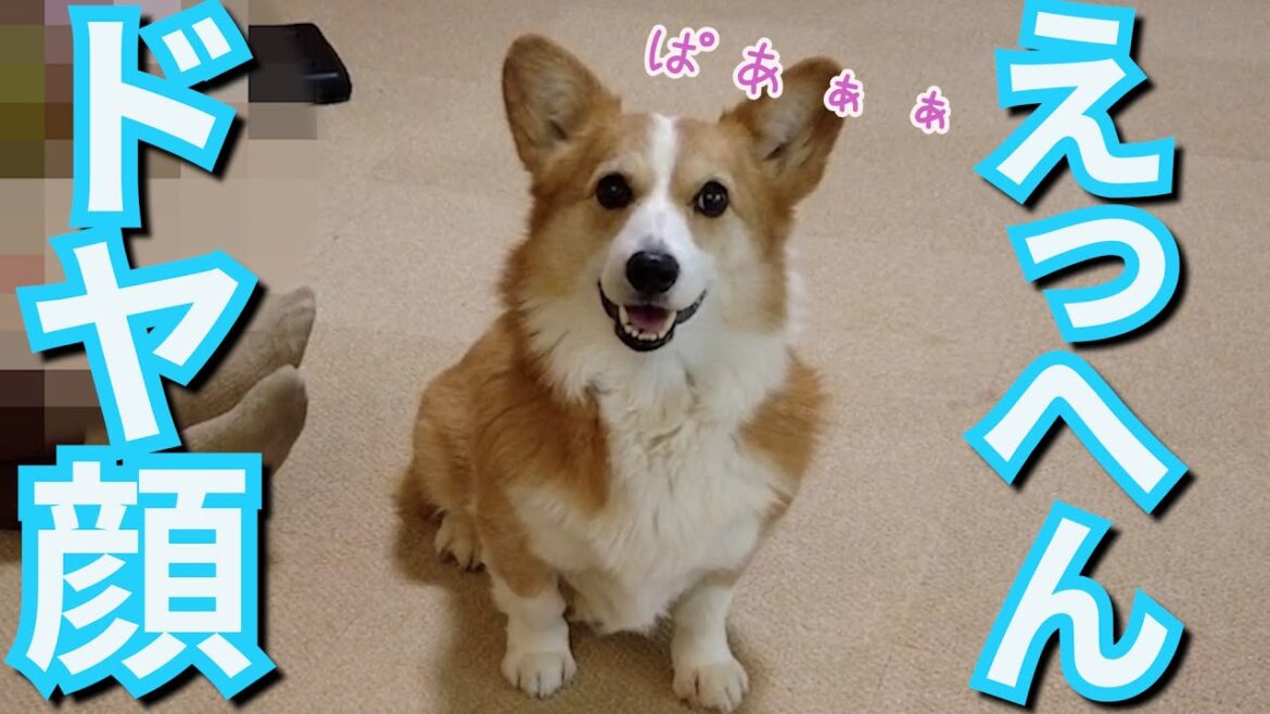 褒められてドヤ顔が止まらないコーギー犬