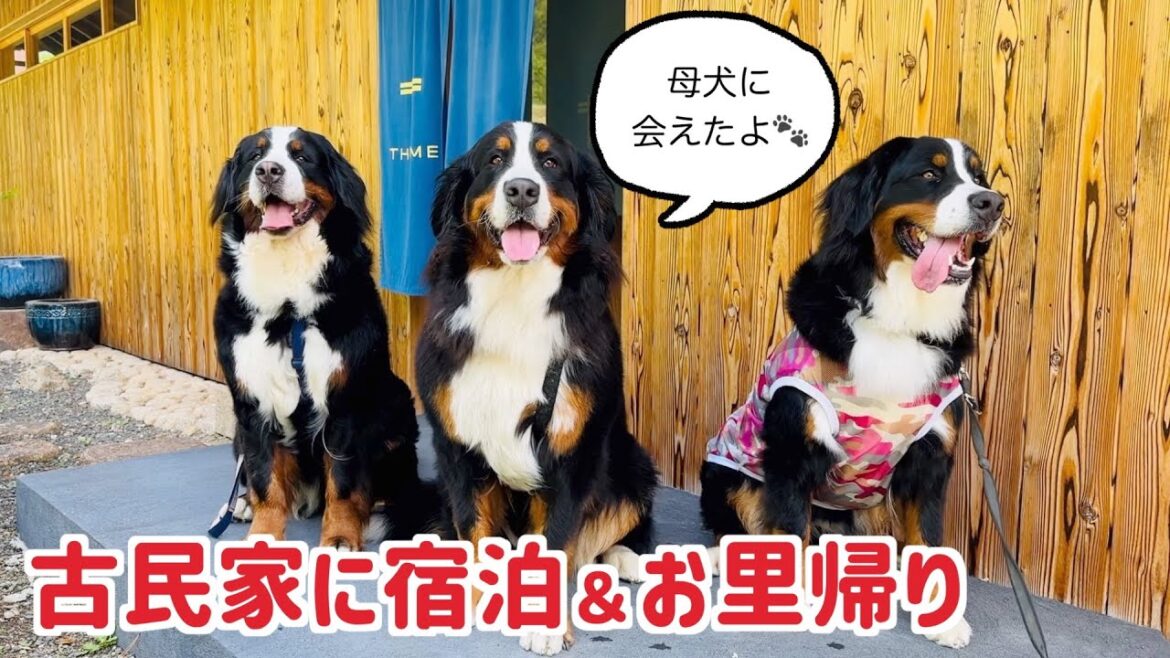 古民家に泊まりお里帰りをしたバーニーズマウンテンドッグ