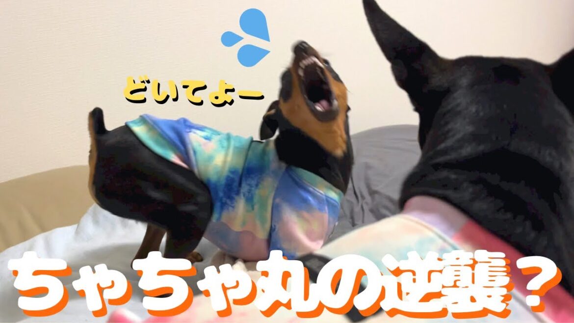 飼い主の膝の上に乗りたいビビりな先住犬の戦い【ミニピン】【多頭飼い】