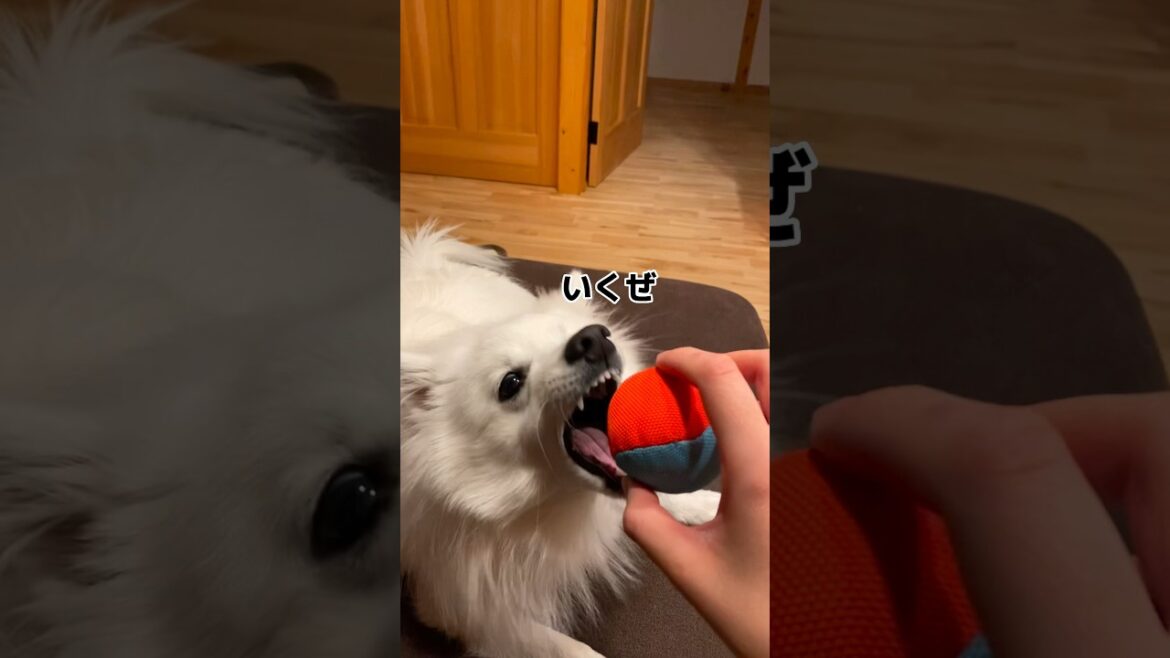 途中までやる気あったよね？　#shorts #日本スピッツ #japanesespitz