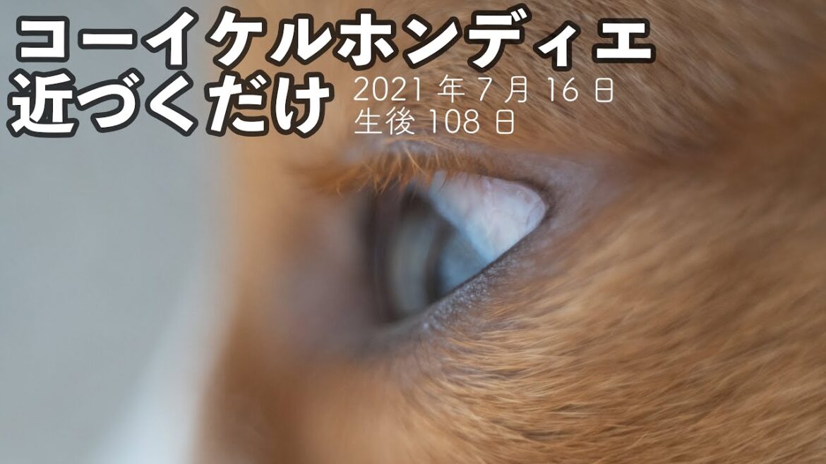 【コーイケルホンディエ】子犬のまつげをどアップで見る動画