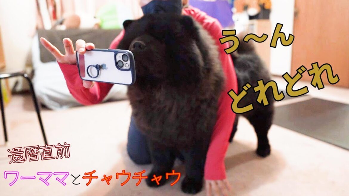 猫好きなチャウチャウにを猫の動画見せてみたWWW 猫好きなチャウチャウにを猫の動画見せてみたWWW