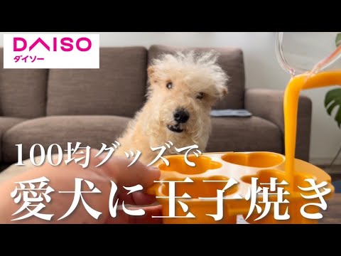 【ダイソー】レンジで簡単!愛犬に卵焼き。100均グッズで直ぐ作れるオススメグッズ。レークランドテリア(lakeland terrier) 【ダイソー】レンジで簡単!愛犬に卵焼き。100均グッズで直ぐ作れるオススメグッズ。レークランドテリア(lakeland terrier)