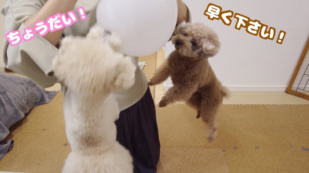 ワクワクしてる愛犬たちと風船で遊んだら予想外の展開になりました…