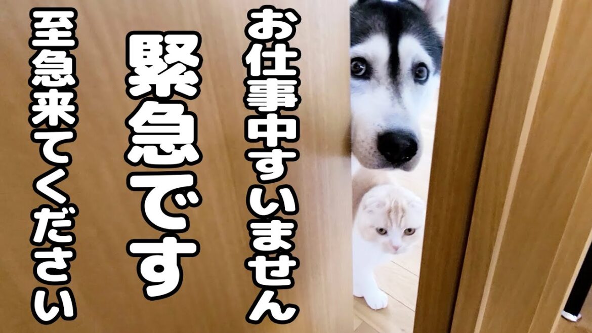 ニャーニャー何かを教えにきた子猫と犬について行ってみた結果...