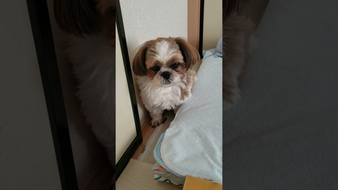 ここに居られると…（泣笑）【シーズー愛犬Vlog】