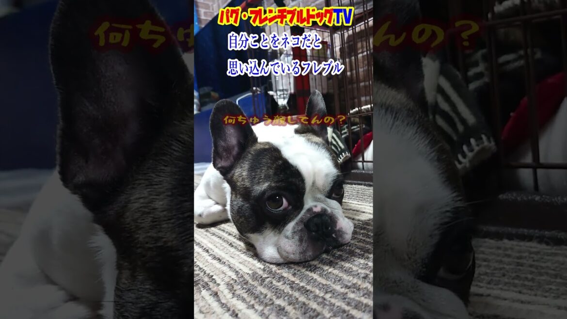 自分をネコだと思い込んでいるフレンチブルドッグ　犬は安心するとこうなります！　『ぶーちゃん日記』