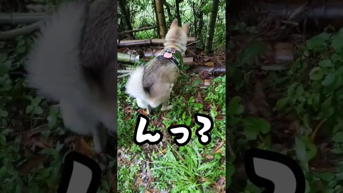 何かを感じる猟犬の本能 #shorts