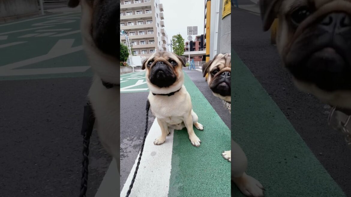 [パグ]散歩に飽きた犬達🐶 (Dogs tired of walking) #shorts