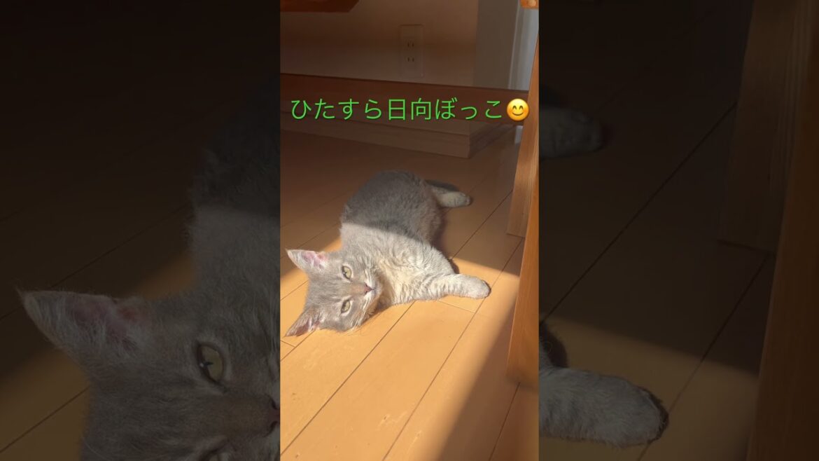 へちま朝の日課#スクーカム #ねこのいる生活 #ねこ動画 #ねこ好き #短足猫