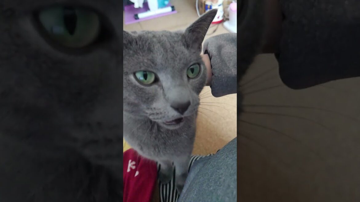 【猫動画】嫁を癒してくれる甘えん坊なロシアンブルー【russianbule】#shorts A spoiled Russian blue that heals 【猫動画】嫁を癒してくれる甘えん坊なロシアンブルー【russianbule】#shorts A spoiled Russian blue that heals
