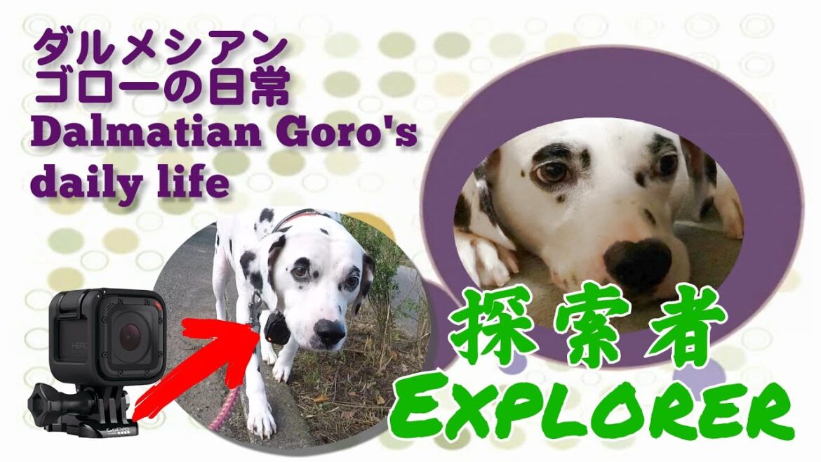 ダルメシアン ゴローの日常 探検家 Dalmatian Goro's daily life Explorer