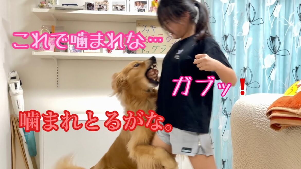 絶対に噛まれない技を自慢する姉に豪快に噛み付く大型犬クッキー【ゴールデンレトリバーとミニチュアダックスフンド】