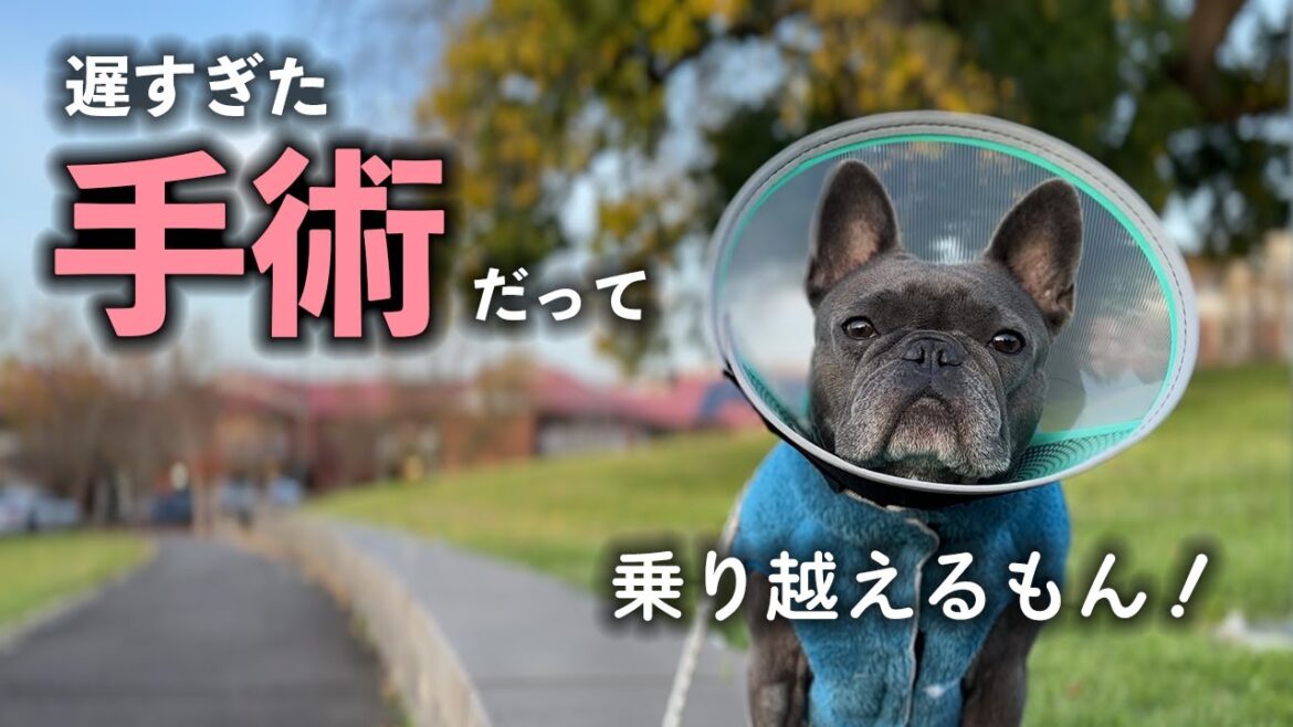 【3度目】麻酔がリスクの犬と年齢も遅かった避妊手術物語 【3度目】麻酔がリスクの犬と年齢も遅かった避妊手術物語