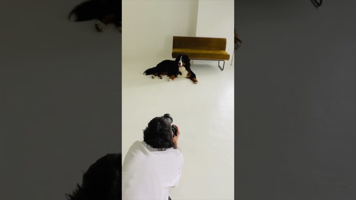 ペット専門フォトスタジオで写真を撮ってもらうバーニーズマウンテンドッグ