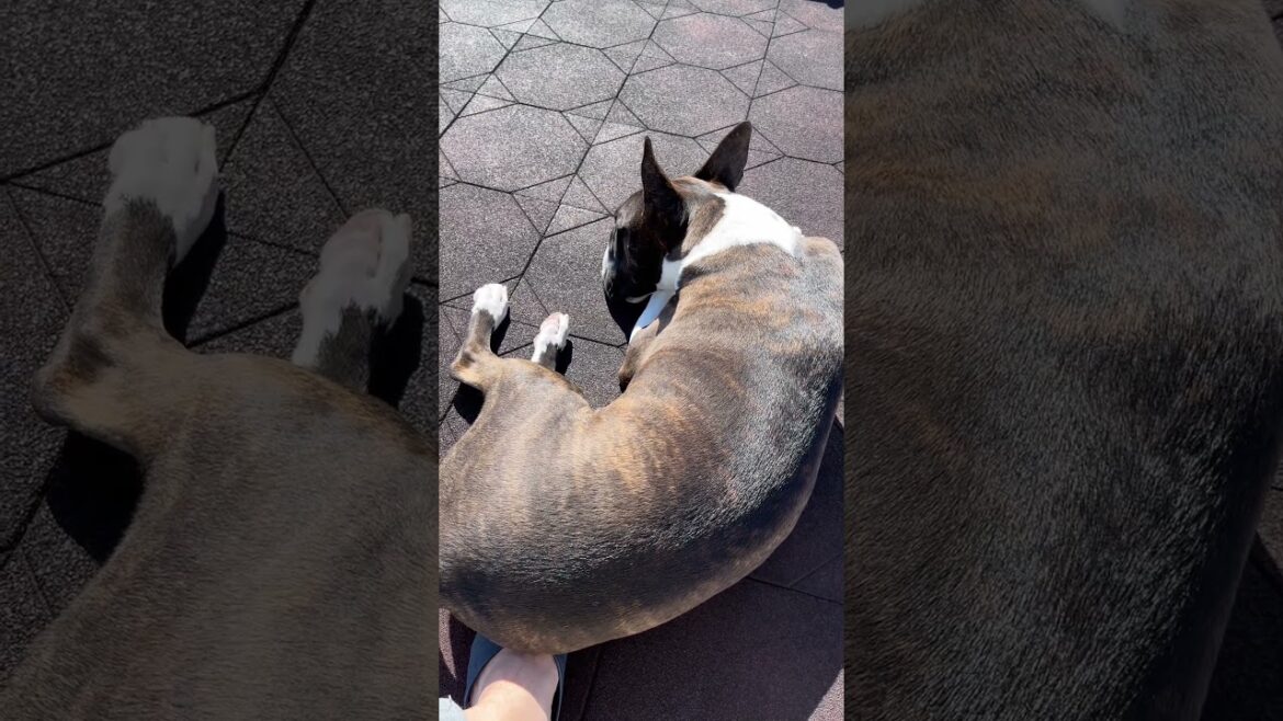 たま もーにんぐるーてぃん