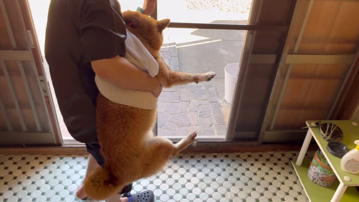 何としてでもお風呂に入りたくない柴犬