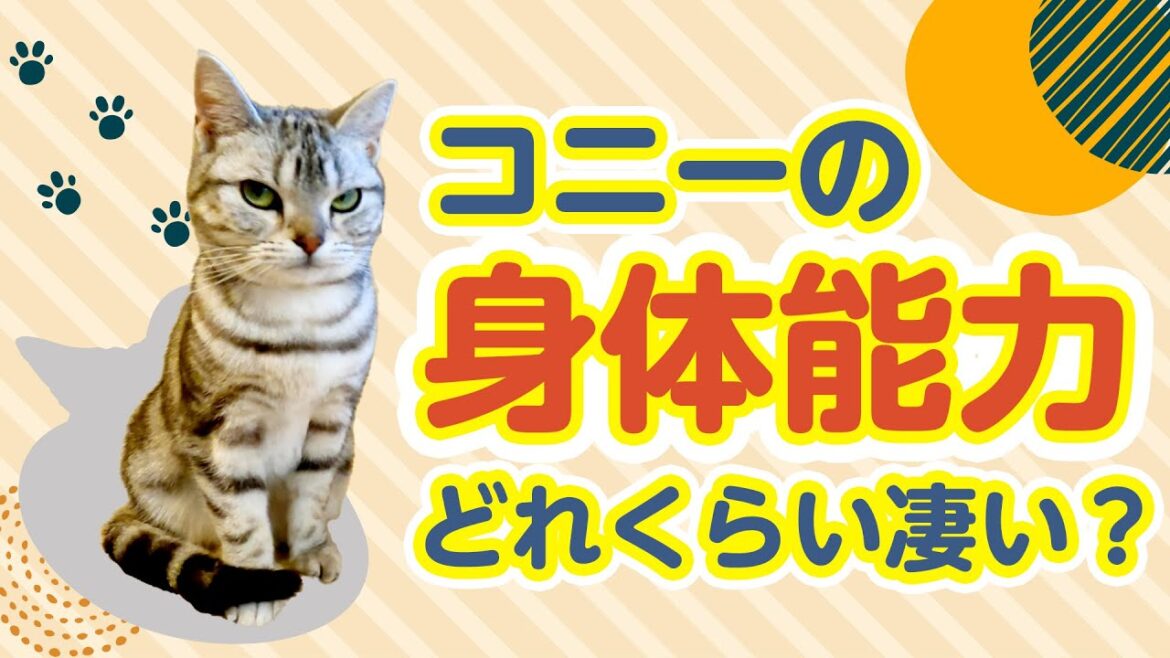 コニーの身体能力どれくらい凄い？【アメリカンショートヘアー】