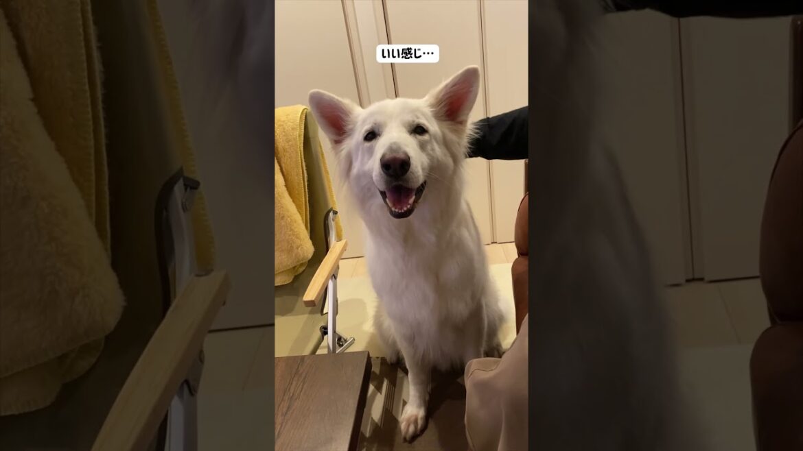 画面の外でわからないけどパパが首押してもらってるから自分もやって欲しいホワイトシェパードのれお