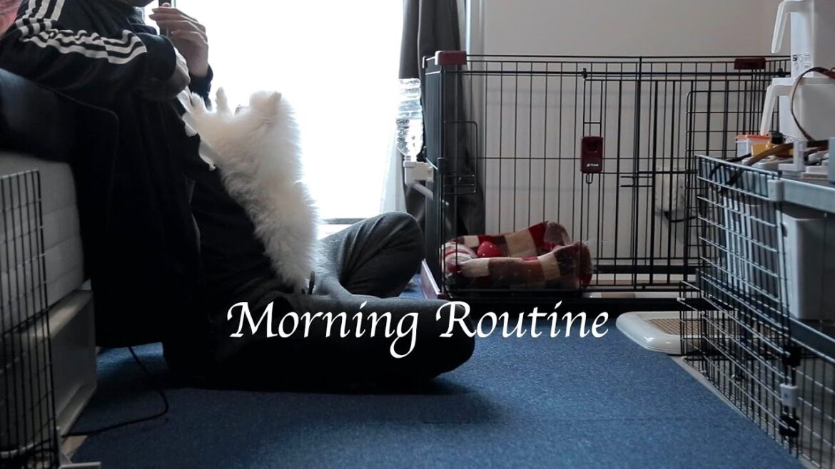 【モーニングルーティン】結婚できない39歳と生後3ヶ月ポメラニアンの朝 【モーニングルーティン】結婚できない39歳と生後3ヶ月ポメラニアンの朝