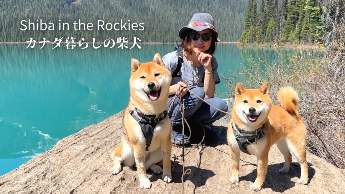 絶景の氷河湖が楽しすぎて全力ではしゃぐ柴犬たちが最高に可愛い【4K】 絶景の氷河湖が楽しすぎて全力ではしゃぐ柴犬たちが最高に可愛い【4K】