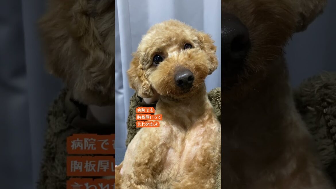 【デカプー】散歩で鍛えた筋肉モリモリのトイプードルがこちら 【デカプー】散歩で鍛えた筋肉モリモリのトイプードルがこちら