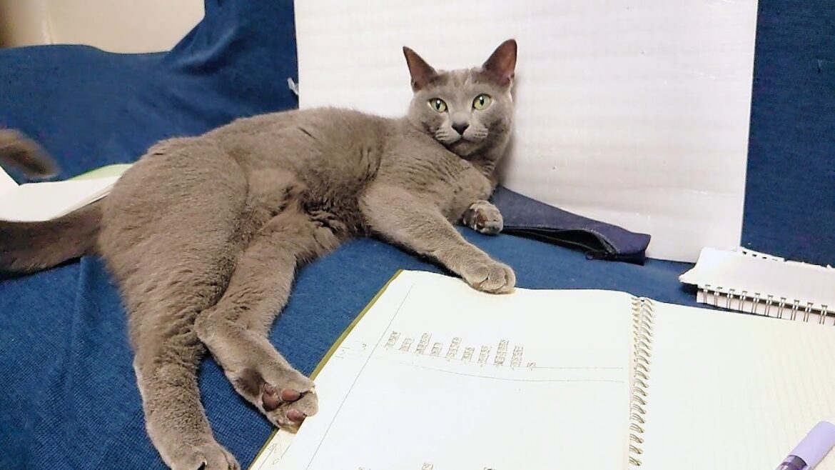 【猫動画】ドヤ顔で居座り続けるロシアンブルー【russianbule】A Russian Blue that sits proudly 【猫動画】ドヤ顔で居座り続けるロシアンブルー【russianbule】A Russian Blue that sits proudly