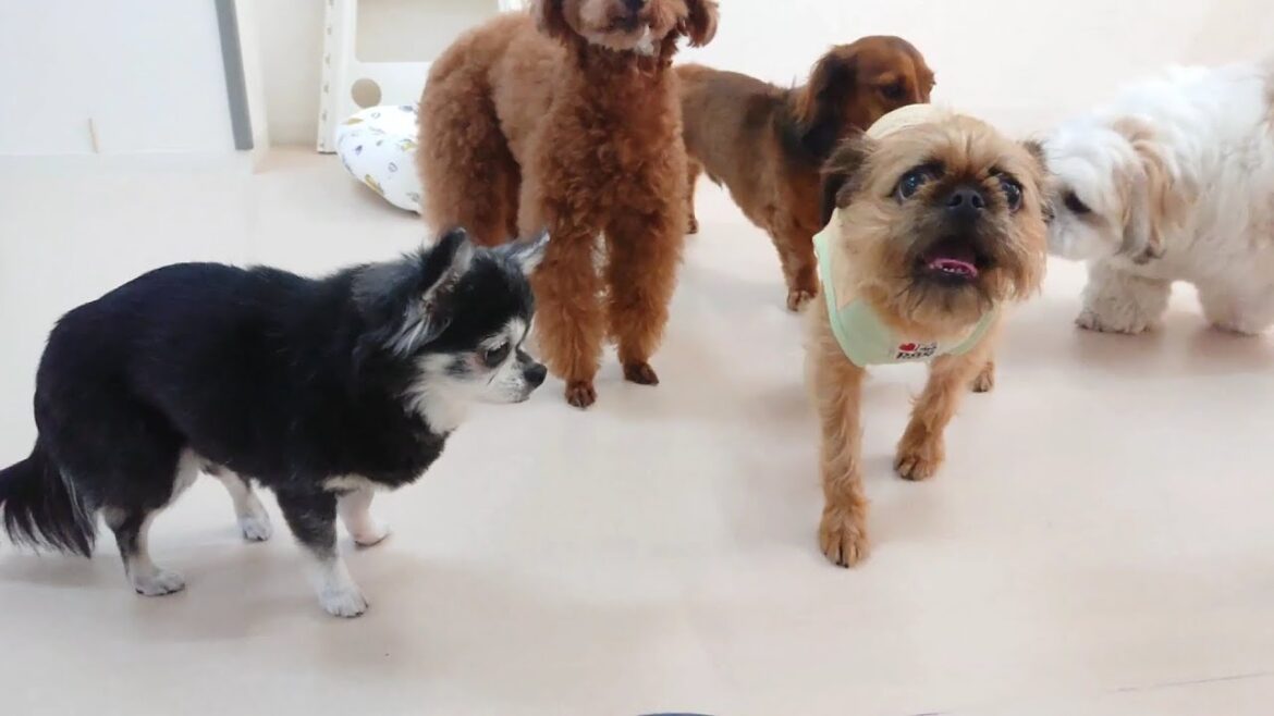 ブリュッセルグリフォン合流　🐶ひみつきちなう！①🐶  2023年5月26日