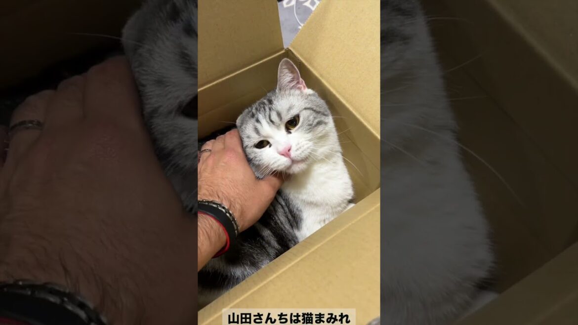 捨て猫ですか！？ #スコティッシュ #キャス  #shorts #山田猫 #猫まみれ