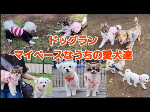 【ドッグラン】性格真逆なマルチーズとチワワはドッグランに行ってもとことん真逆です 【ドッグラン】性格真逆なマルチーズとチワワはドッグランに行ってもとことん真逆です