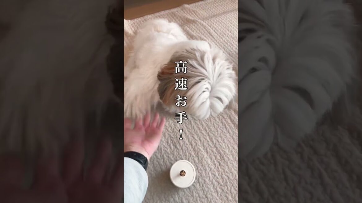 【音量注意】シーズー犬のおやつが「ある時」と「ない時」の反応の違いを晒します！ #shorts #鳴き声