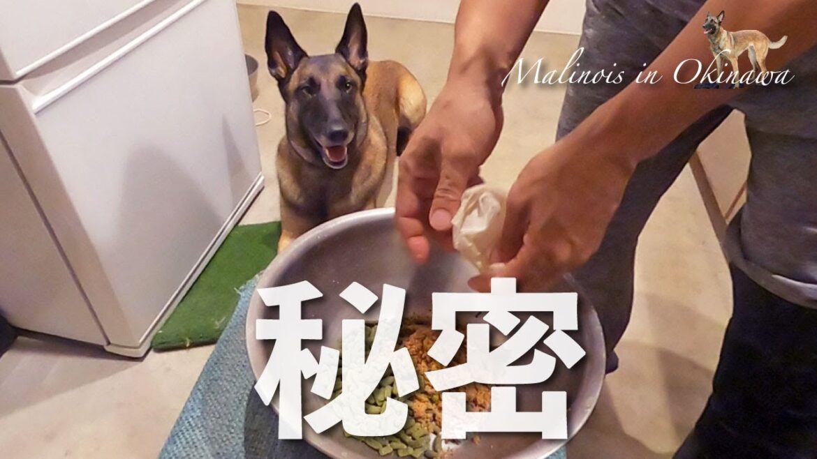 秘密の餌。コレ食べている犬は家のワンコだけ？
