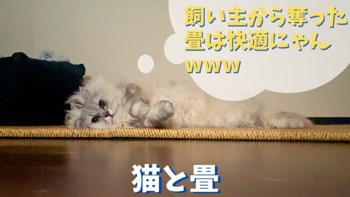 猫と畳｜ラガマフィンのラガさん