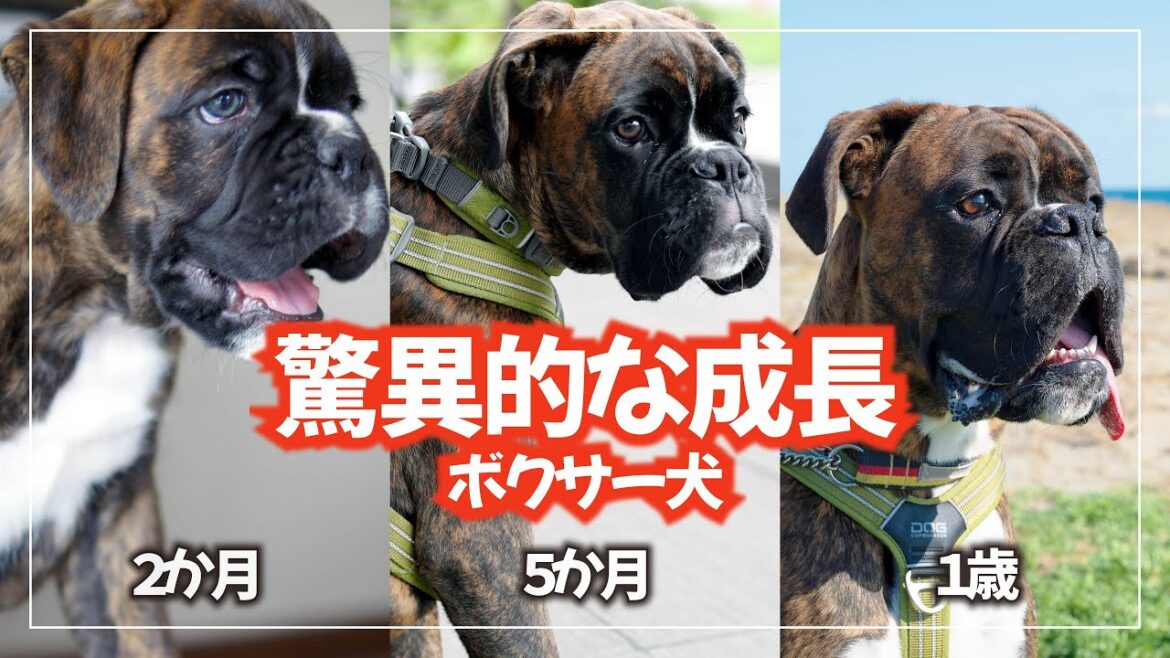 驚異的なスピードで進化していくボクサー犬【成長記録】