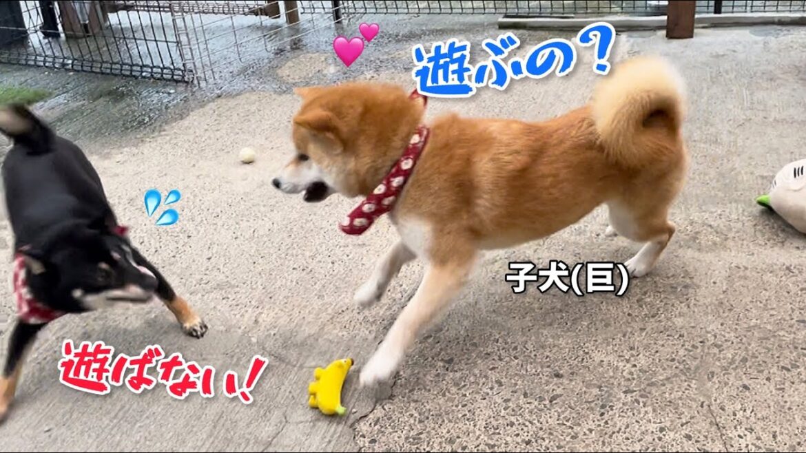黒柴姉さんを遊びに誘い断られてスネる柴犬子犬(巨)が可愛いw