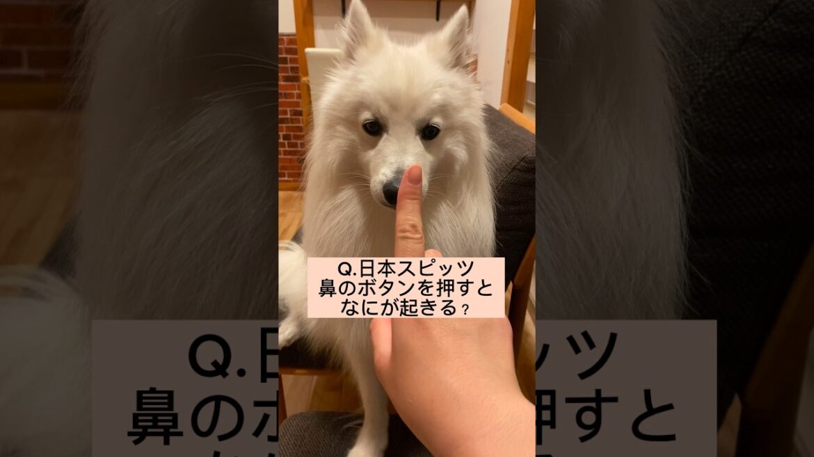 犬の黒いボタンを押そうとしたら優しく拒否された #shorts #大喜利　#日本スピッツ