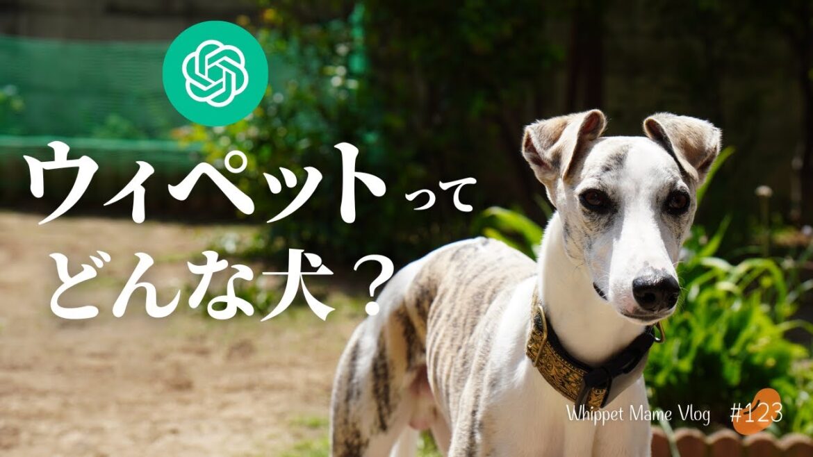 chatGPTに『ウィペットってどんな犬？』と聞いてみた　#123