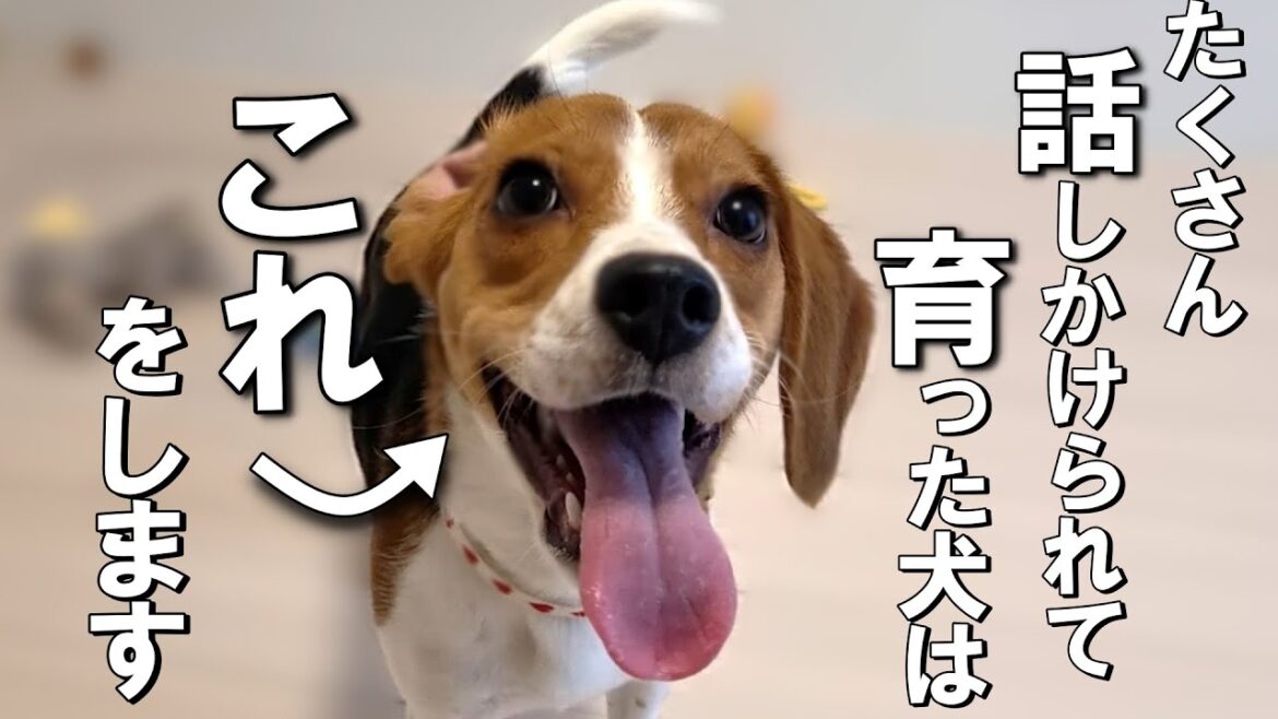 たくさん話しかけられて育った犬だけが見せる行動 たくさん話しかけられて育った犬だけが見せる行動