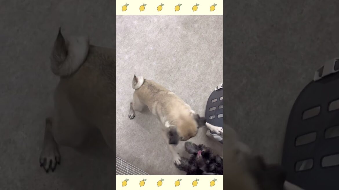 犬のようちえん・ほいくえん・お泊りトレーニング・パグ#犬のしつけ#shorts