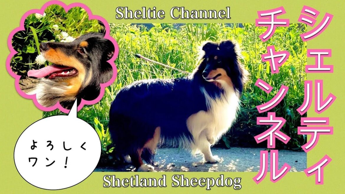 一緒に走る愛犬《シェットランドシープドッグと短距離マラソン》これって散歩⁉️（笑）ボーディ菩提　Bodhi SHELTIE 셸티　셀티